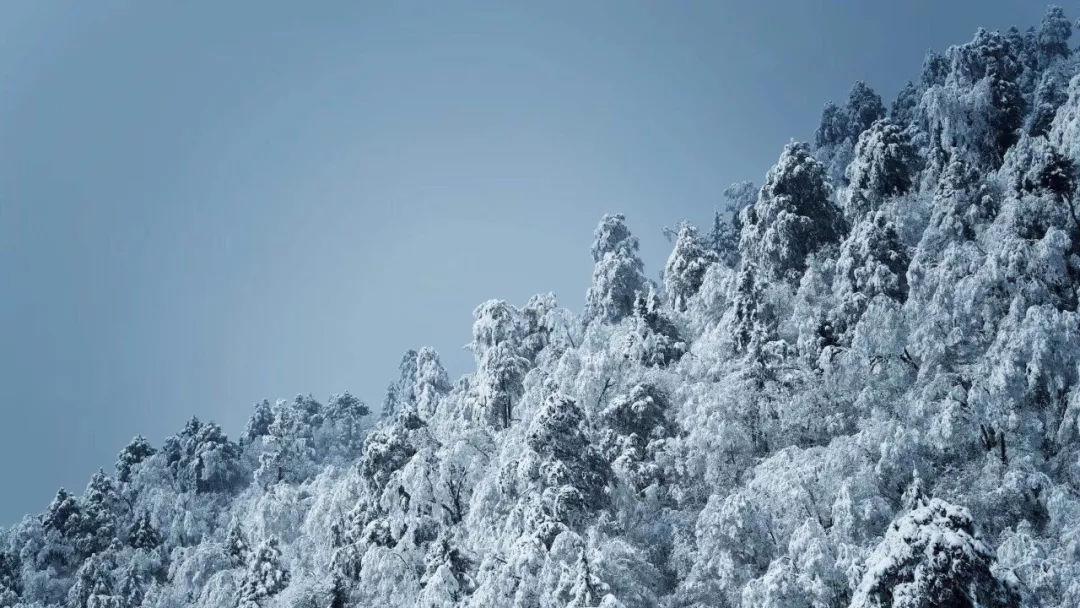草树知春不久归，百般红紫斗芳菲是孟春，仲春还是季春游戏画面